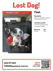 Lost Male Dog last seen e 6th street and grande vista, Los Angeles, CA 90023