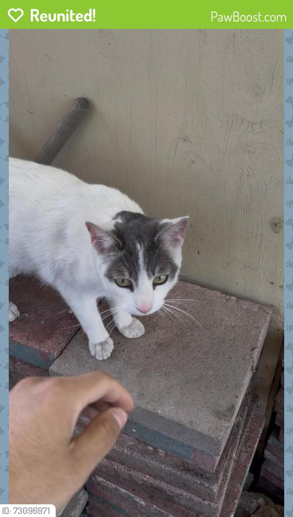 Reunited Female Cat last seen California Hawaiian Mobile park, San Jose, CA 95136