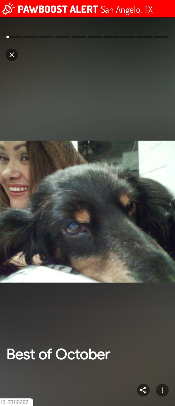 Lost Female Dog last seen Garfield, San Angelo, TX 76901