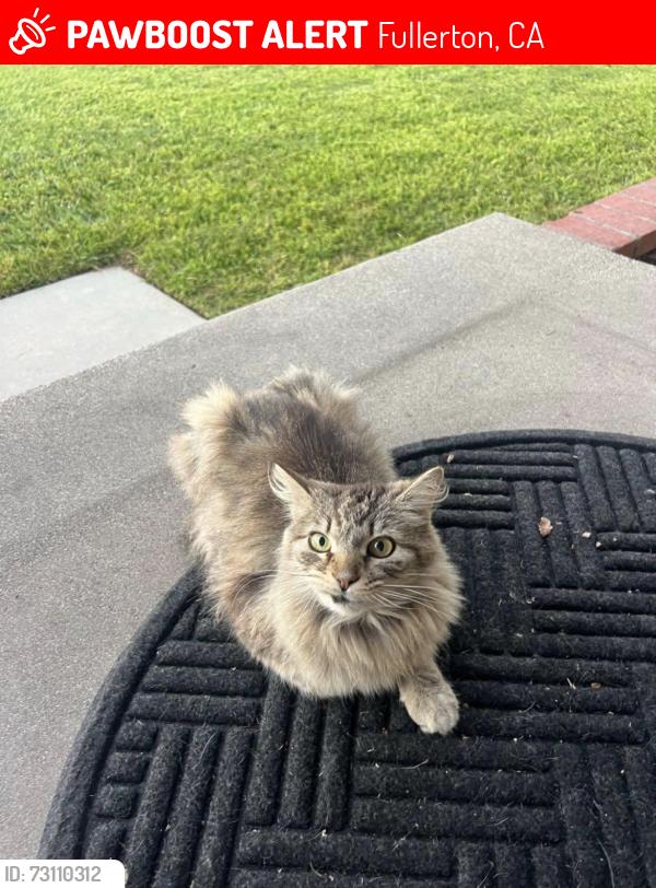 Lost Male Cat last seen Valencia park elementary, Fullerton, CA 92833