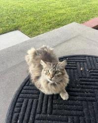 Lost Male Cat last seen Valencia park elementary, Fullerton, CA 92833