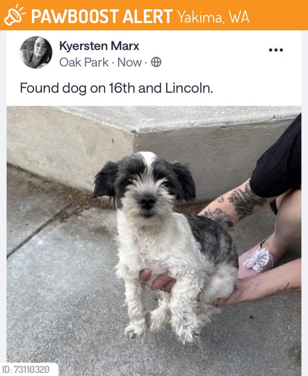 Found/Stray Female Dog last seen Lincoln and 26th Ave, Yakima, WA 98902