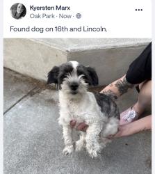 Found/Stray Female Dog last seen Lincoln and 26th Ave, Yakima, WA 98902