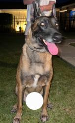 Found/Stray Male Dog last seen Big Meadow and Meadow Ridge Ave, Oildale, CA 93308