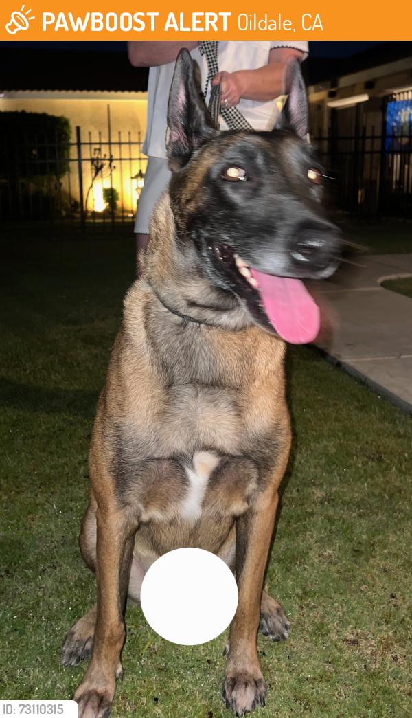 Found/Stray Male Dog last seen Big Meadow and Meadow Ridge Ave, Oildale, CA 93308