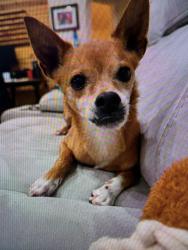 Reunited Male Dog last seen Skylark dr Wesley chapel, Florida, Wesley Chapel, FL 33544