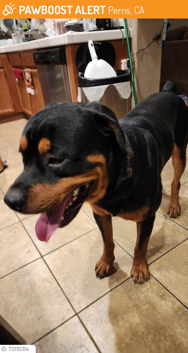 Found/Stray Male Dog last seen Fisher Street, Perris, CA 92570