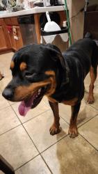 Found/Stray Male Dog last seen Fisher Street, Perris, CA 92570