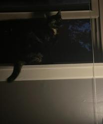 Lost Female Cat last seen tomahawk rd, Texarkana, TX 75501