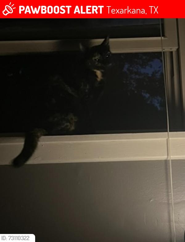 Lost Female Cat last seen tomahawk rd, Texarkana, TX 75501