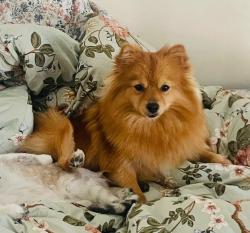 Reunited Female Dog last seen Near Mar vista st, Whittier, CA 90605