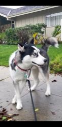 Reunited Male Dog last seen Tujunga Avenue, Los Angeles, CA 91602