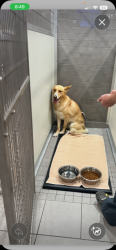 Reunited Male Dog last seen VEG emergency hosp, Oceanside, CA 92057