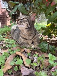 Lost Female Cat last seen Midlothian tx Cotton creek ranch/ harvest hill rd, Midlothian, TX 76065