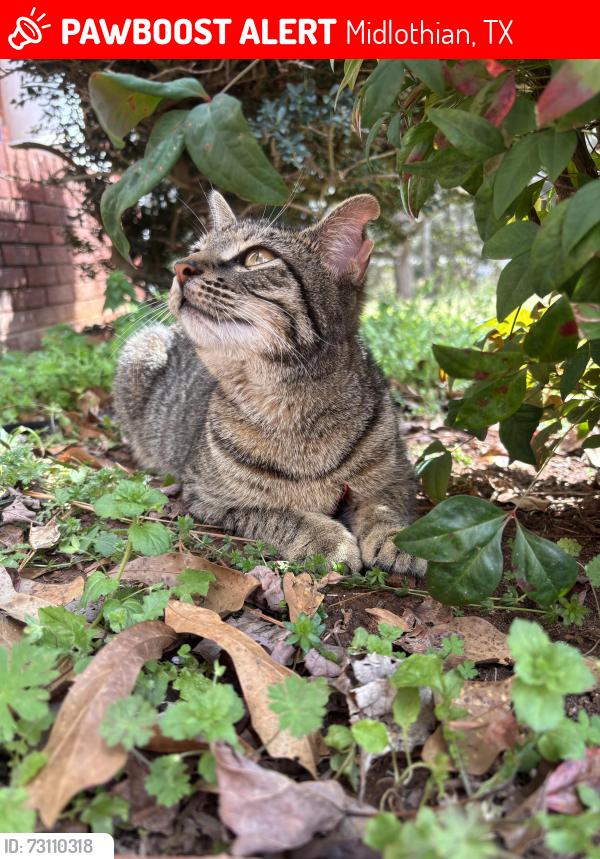Lost Female Cat last seen Midlothian tx Cotton creek ranch/ harvest hill rd, Midlothian, TX 76065
