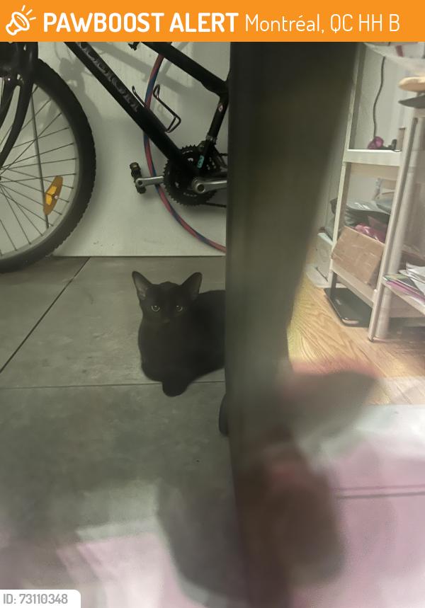 Found/Stray Unknown Cat last seen Near Rue Tupper, Montréal, QC H3H 0B8