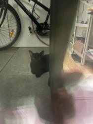 Found/Stray Unknown Cat last seen Near Rue Tupper, Montréal, QC H3H 0B8