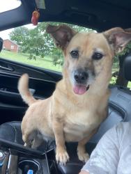 Reunited Female Dog last seen Picnic woods, Jefferson MD, Jefferson, MD 21755