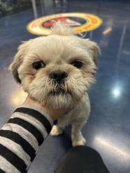 Reunited Unknown Dog last seen Industrial Pkwy and Dixon St, going into Twin bridges hses, Hayward, CA 94544