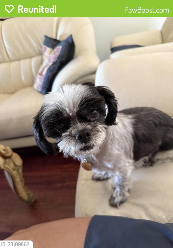 Reunited Female Dog last seen maple ave, baseline, Rialto, CA 92376