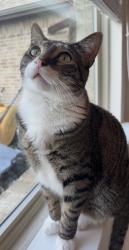 Reunited Male Cat last seen Permian Drive and Rademaker Drive, Heath, TX 75032