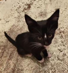 Found/Stray Female Cat last seen Hwy 27/ Forum Lane /Depot St / Magnolia Grove Rd, Iron Station, NC 28080