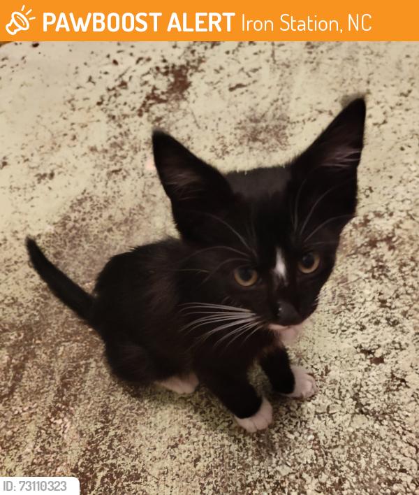 Found/Stray Female Cat last seen Hwy 27/ Forum Lane /Depot St / Magnolia Grove Rd, Iron Station, NC 28080