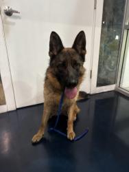Reunited Unknown Dog last seen Industrial Pkwy and Dixon St, going into Twin bridges hses, Hayward, CA 94544