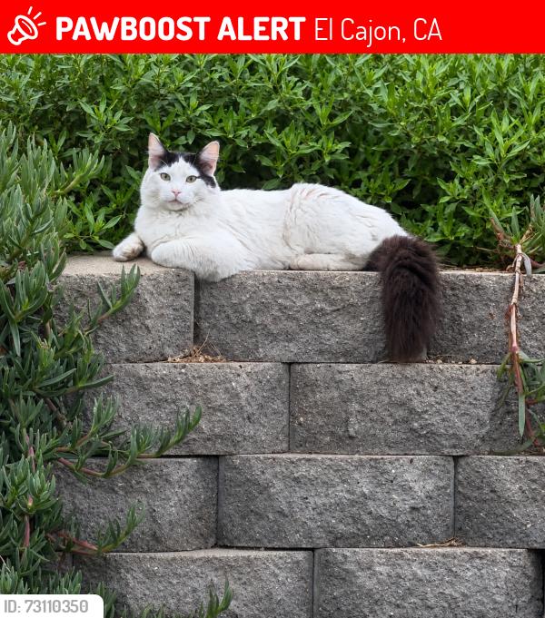 Lost Female Cat last seen Pepper Dr, El Cajon, CA 92019