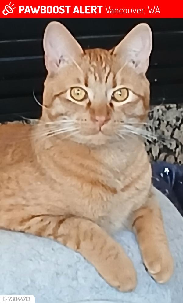 Lost Male Cat last seen NE 99th Street & 107th ave., Vancouver, WA 98662