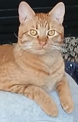 Lost Male Cat last seen NE 99th Street & 107th ave., Vancouver, WA 98662