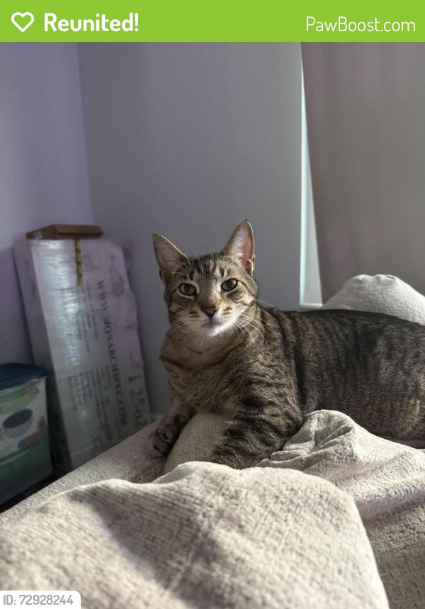 Reunited Male Cat last seen Near 63rd St N, St. Petersburg, FL 33710, USA, St. Petersburg, FL 33710