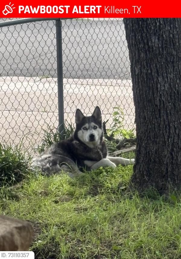 Lost Female Dog last seen Goodnight Dr & Stone Ave, Killeen, TX 76541