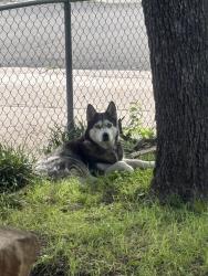 Lost Female Dog last seen Goodnight Dr & Stone Ave, Killeen, TX 76541
