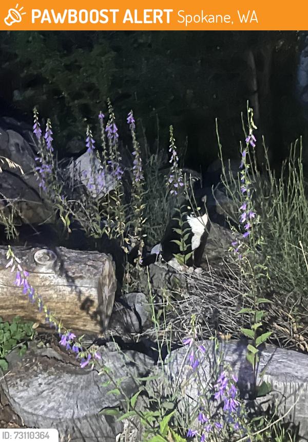 Found/Stray Unknown Cat last seen 30th Ave and Thor st, Spokane, WA 99203