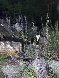 Found/Stray Unknown Cat last seen 30th Ave and Thor st, Spokane, WA 99203