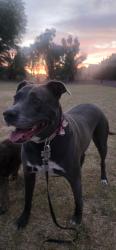 Lost Female Dog last seen Took off down the walk path along the aquaduct towards the Casa Santa fe apmts partments, Scottsdale, AZ 85259