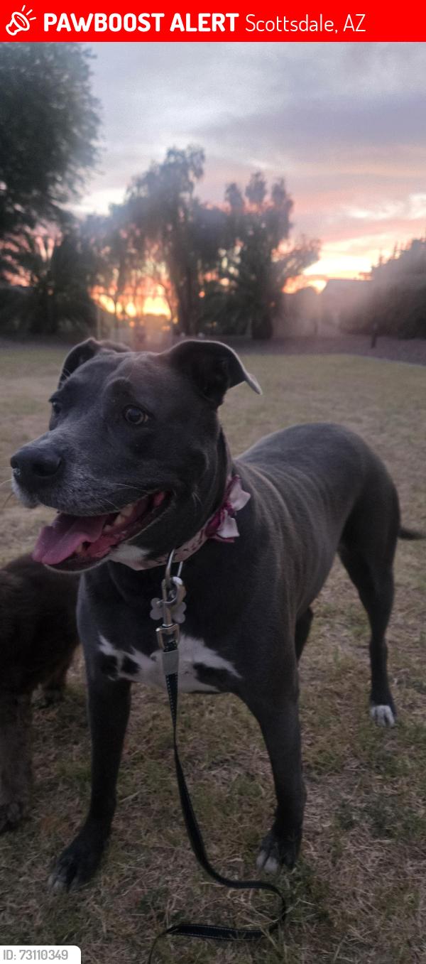 Lost Female Dog last seen Took off down the walk path along the aquaduct towards the Casa Santa fe apmts partments, Scottsdale, AZ 85259