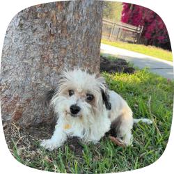 Reunited Male Dog last seen Near W Mesa St, Muscoy, CA 92407, USA, Muscoy, CA 92407