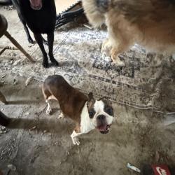 Found/Stray Female Dog last seen Trail lake fort worth texas, Fort Worth, TX 76133