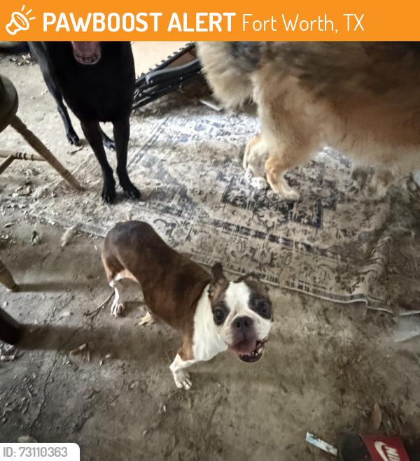 Found/Stray Female Dog last seen Trail lake fort worth texas, Fort Worth, TX 76133
