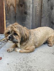 Found/Stray Male Dog last seen Waterford park, San Jose, San Jose, CA 95136