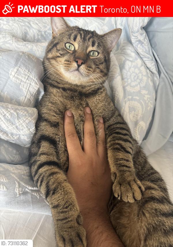 Lost Male Cat last seen Near East Haven Dr, Toronto, ON M1N 0B4
