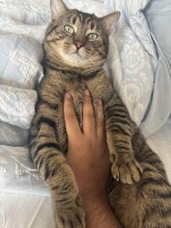 Lost Male Cat last seen Near East Haven Dr, Toronto, ON M1N 0B4