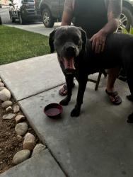 Reunited Female Dog last seen Stable, Victorville, CA 92394