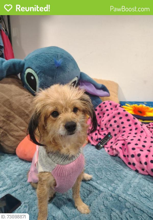 Reunited Female Dog last seen Fairview, Santa Ana, CA 92704
