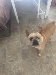Lost Female Dog last seen Haré ave, Jacksonville, FL 32211