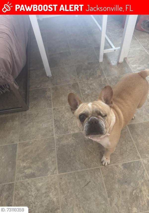 Lost Female Dog last seen Haré ave, Jacksonville, FL 32211