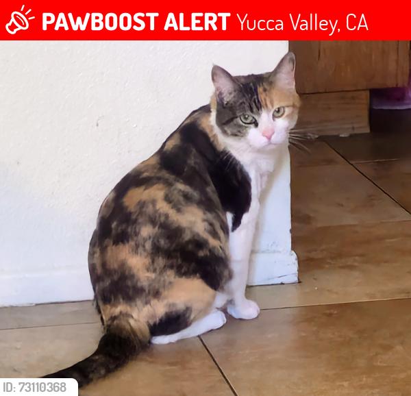 Lost Female Cat last seen Airway ave and lupine dr near yucca valley post office, Yucca Valley, CA 92284