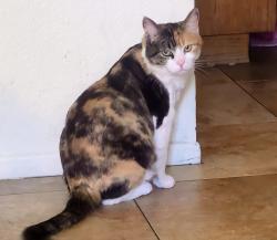 Lost Female Cat last seen Airway ave and lupine dr near yucca valley post office, Yucca Valley, CA 92284